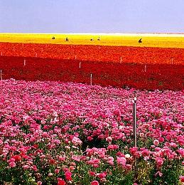 憨憨对决！《TABS全面战争模拟器》正式宣布推出手机版